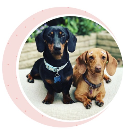 Two sausage dogs